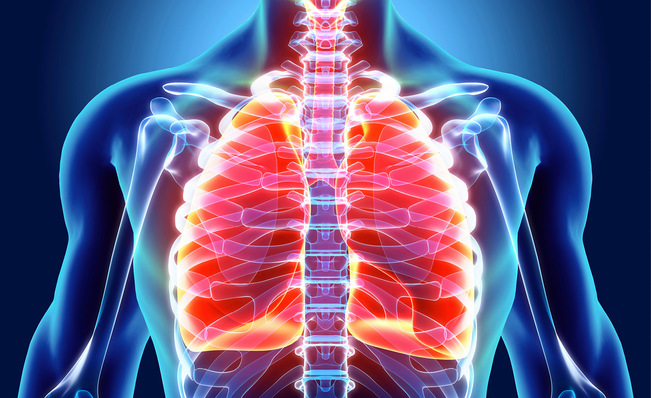 Alt-Text: „Illustration eines menschlichen Oberkörpers mit Fokus auf das Atmungssystem. Die Darstellung zeigt Lunge und Wirbelsäule in blauen und roten Farben, um den Einfluss ergonomischer Arbeitsbedingungen und präventiver Gesundheitsmaßnahmen auf die Atemgesundheit zu verstehen. - © Foto: yodiyim-stock.adobe.com