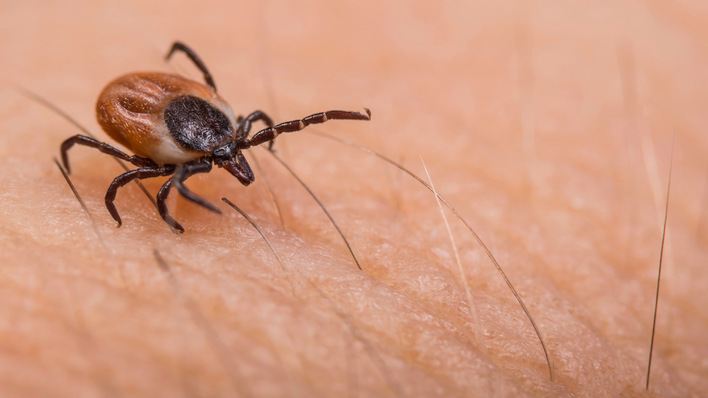 © Foto: KPixMining - stock.adobe.com Für die Anerkennung der Lyme-Borreliose als BK 3102 („Von Tieren auf Menschen übertragbare Krankheiten“) ist ein konkreter Infektionsnachweis durch den Stich einer infizierten Zecke nicht mehr erforderlich